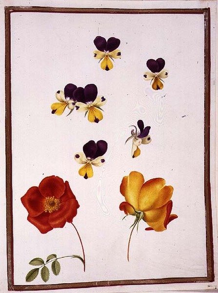 PD.109-1973.f15 Sześć głów bratków i dwie Rosa Foetida (Austrian Briar) (akwarela na welinie) autorstwa Nicolas Robert