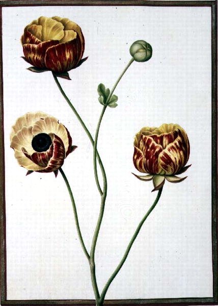 PD.109-1973.f6 Ranunculus Asiaticus (akwarela na welinie) autorstwa Nicolas Robert