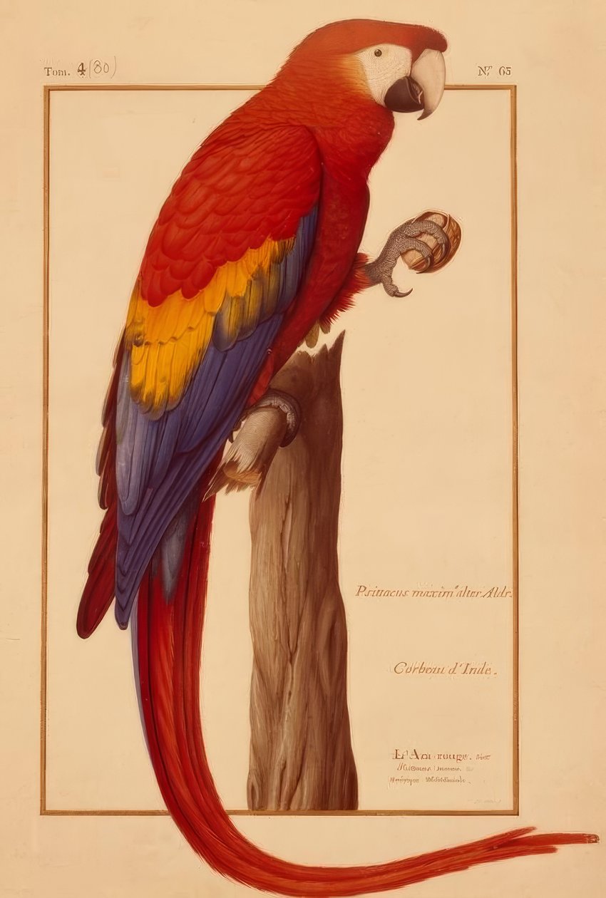 Psittacus maximus Aldr (ovandi) autorstwa Nicolas Robert