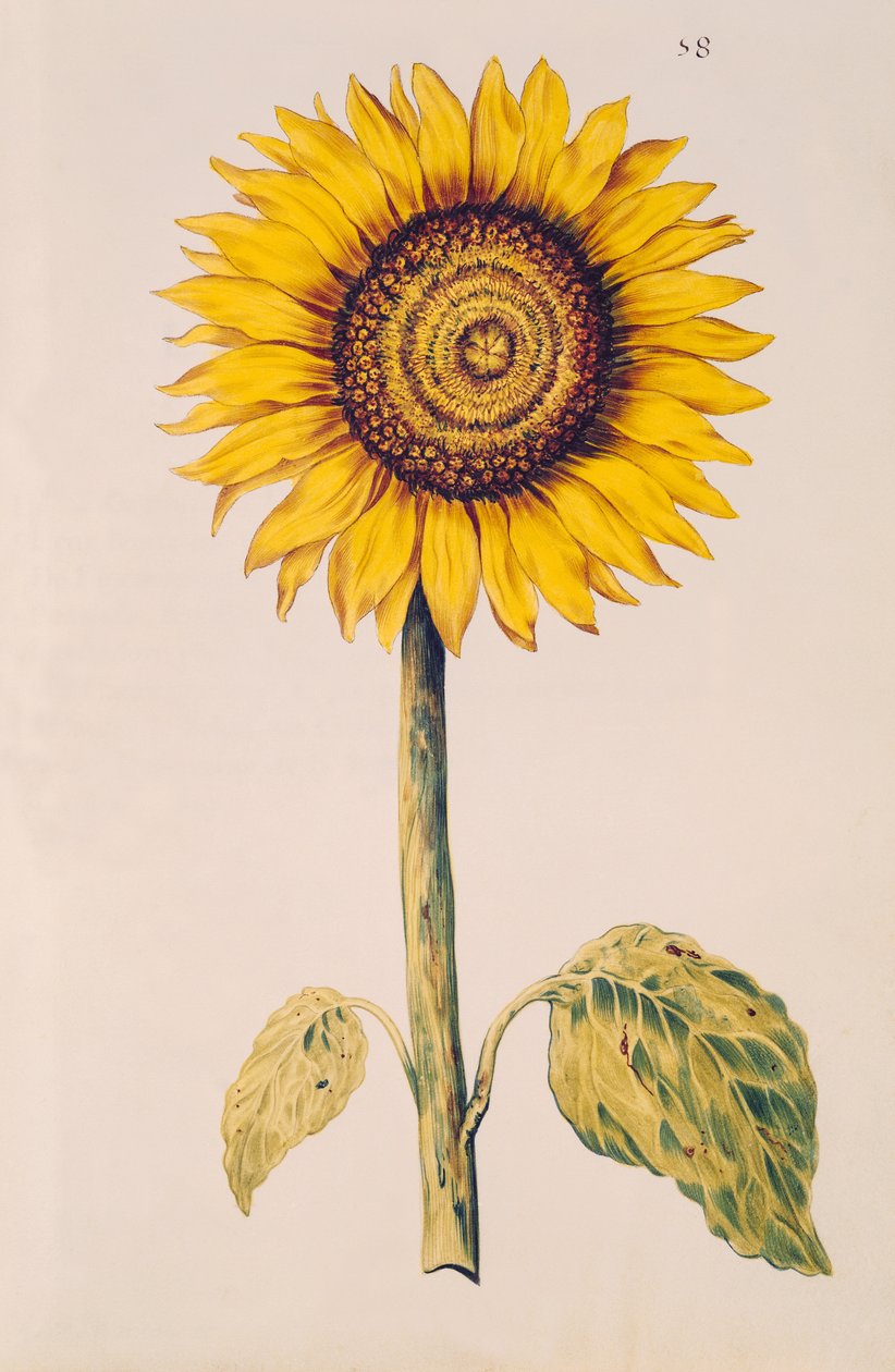 Słonecznik lub Helianthus, z „La Guirlande de Julie”, ok. 1642 (wc na welinie) autorstwa Nicolas Robert