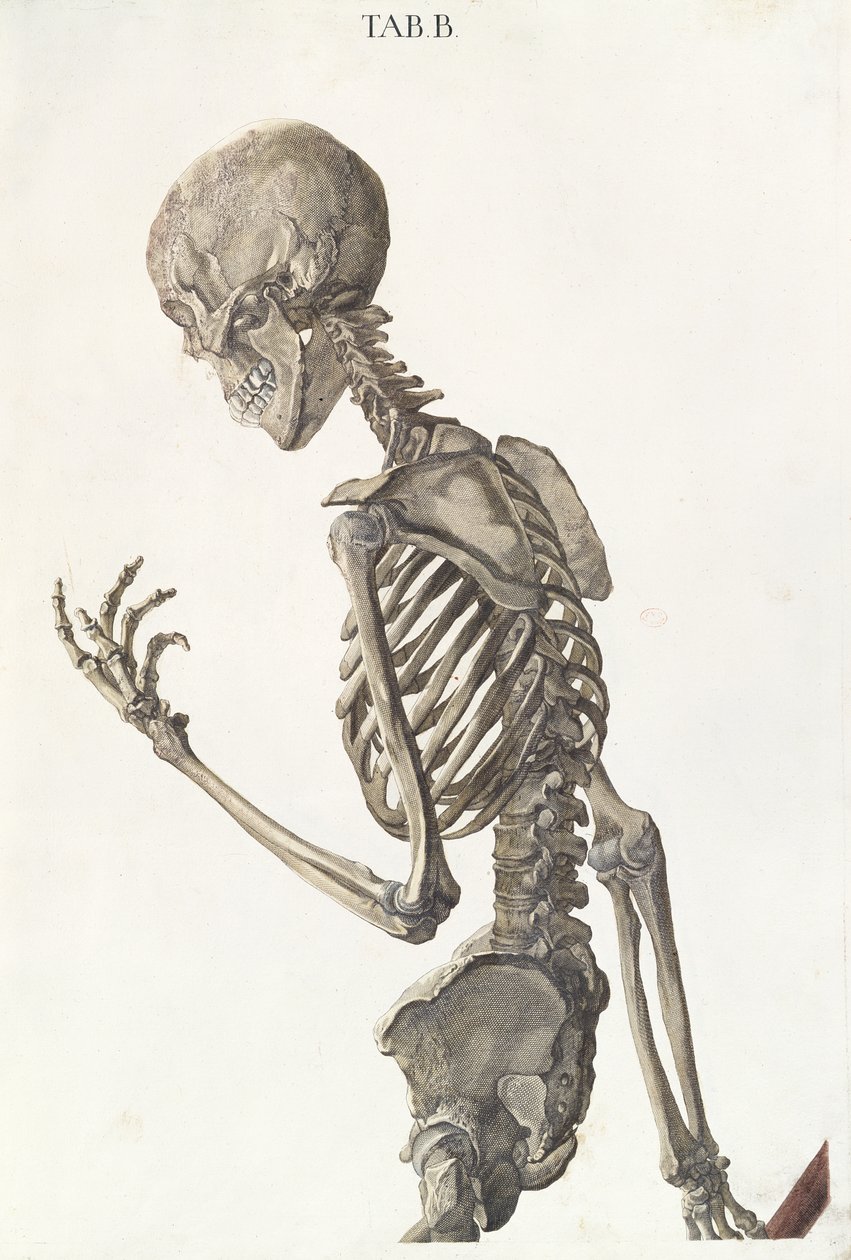 Kości szkieletu z Tabulae Osteologicae autorstwa Christopha Jacoba Trewa (1695-1769) rytowane przez G. Lichtenstegera, 1740 autorstwa Nikolaus Friedrich Eisenberger
