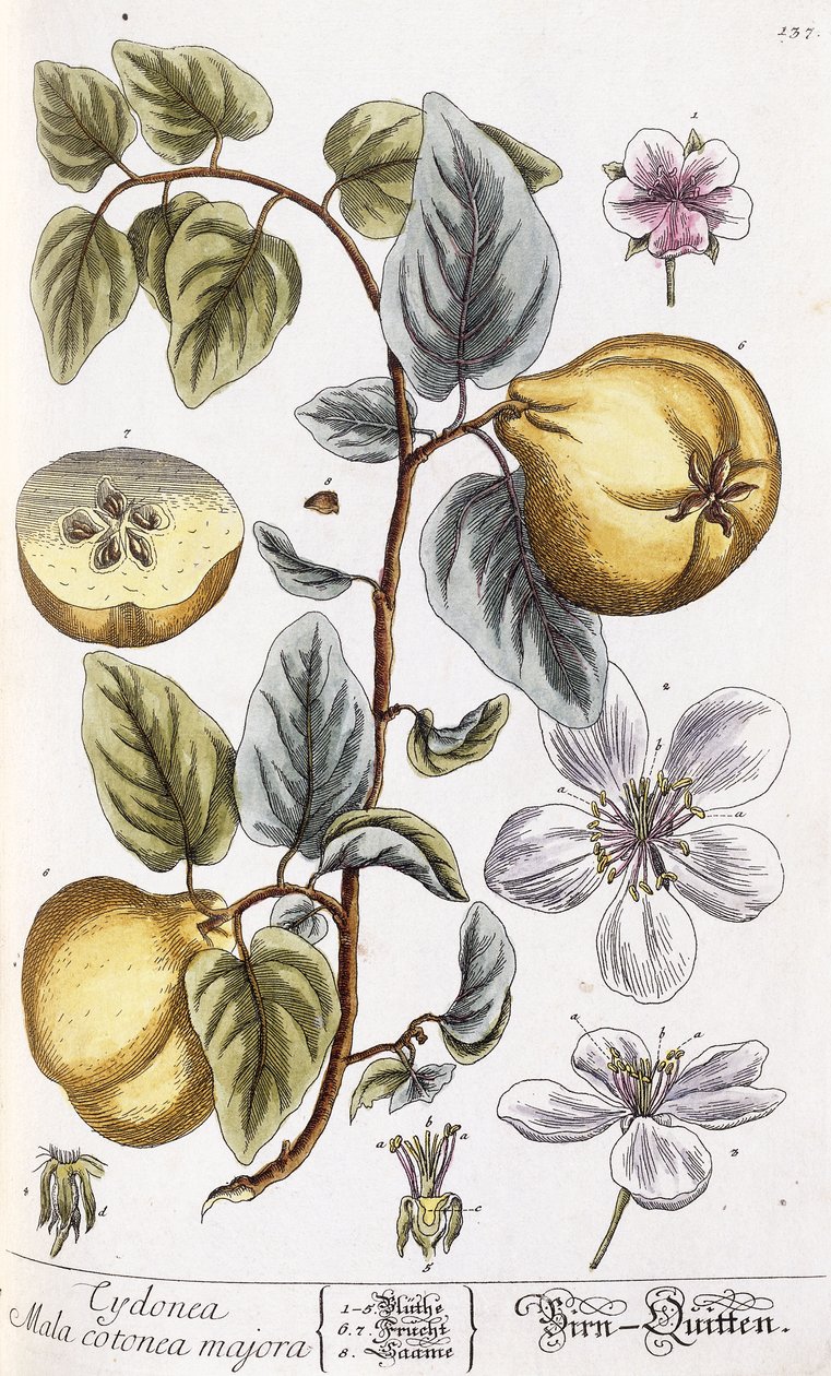 Pigwa autorstwa Nikolaus Friedrich Eisenberger