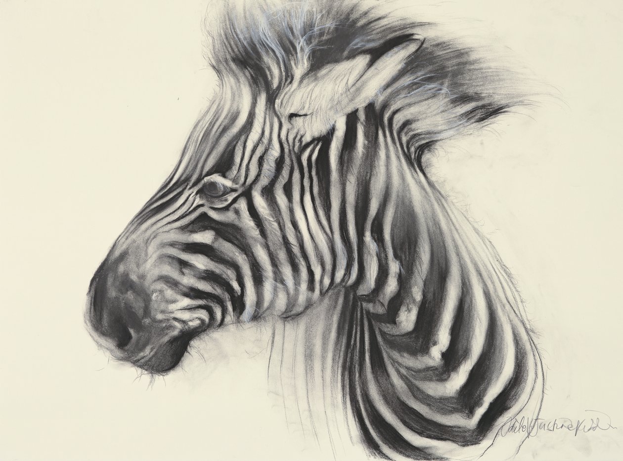 Baby Zebra, 2000 (węgiel na papierze) autorstwa Odile Kidd