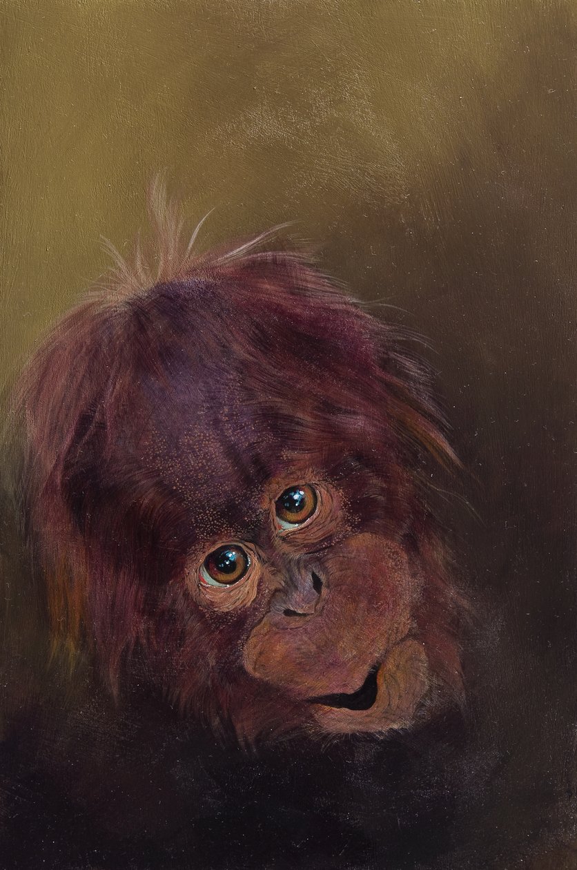 Mały orangutan 2, 2010 (akryl na drewnie) autorstwa Odile Kidd
