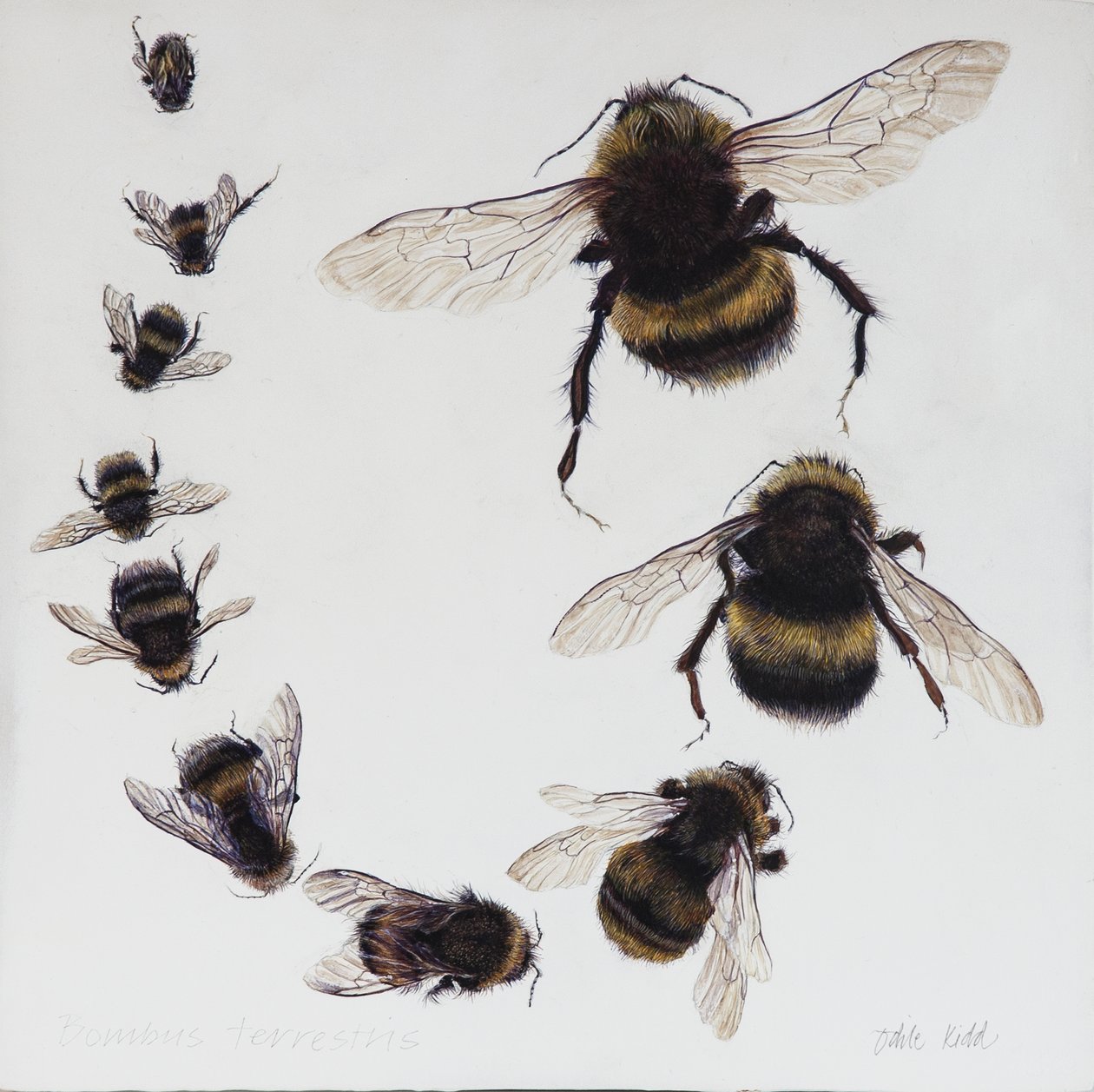 Bombus, 2015 (akryl na drewnie pokrytym gesso) autorstwa Odile Kidd