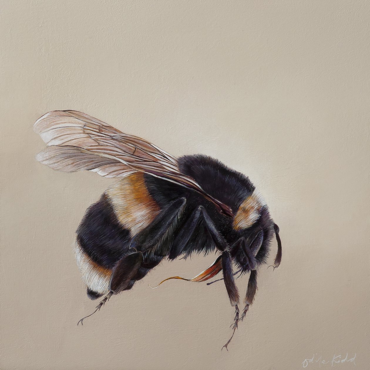 Bombus terrestis 8, 2013 (akryl na drewnie) autorstwa Odile Kidd