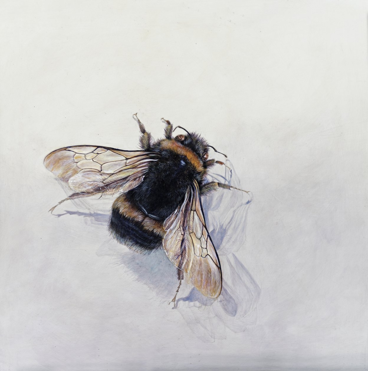 Bombus terrestris 11 (akryl na drewnie pokrytym gesso) autorstwa Odile Kidd