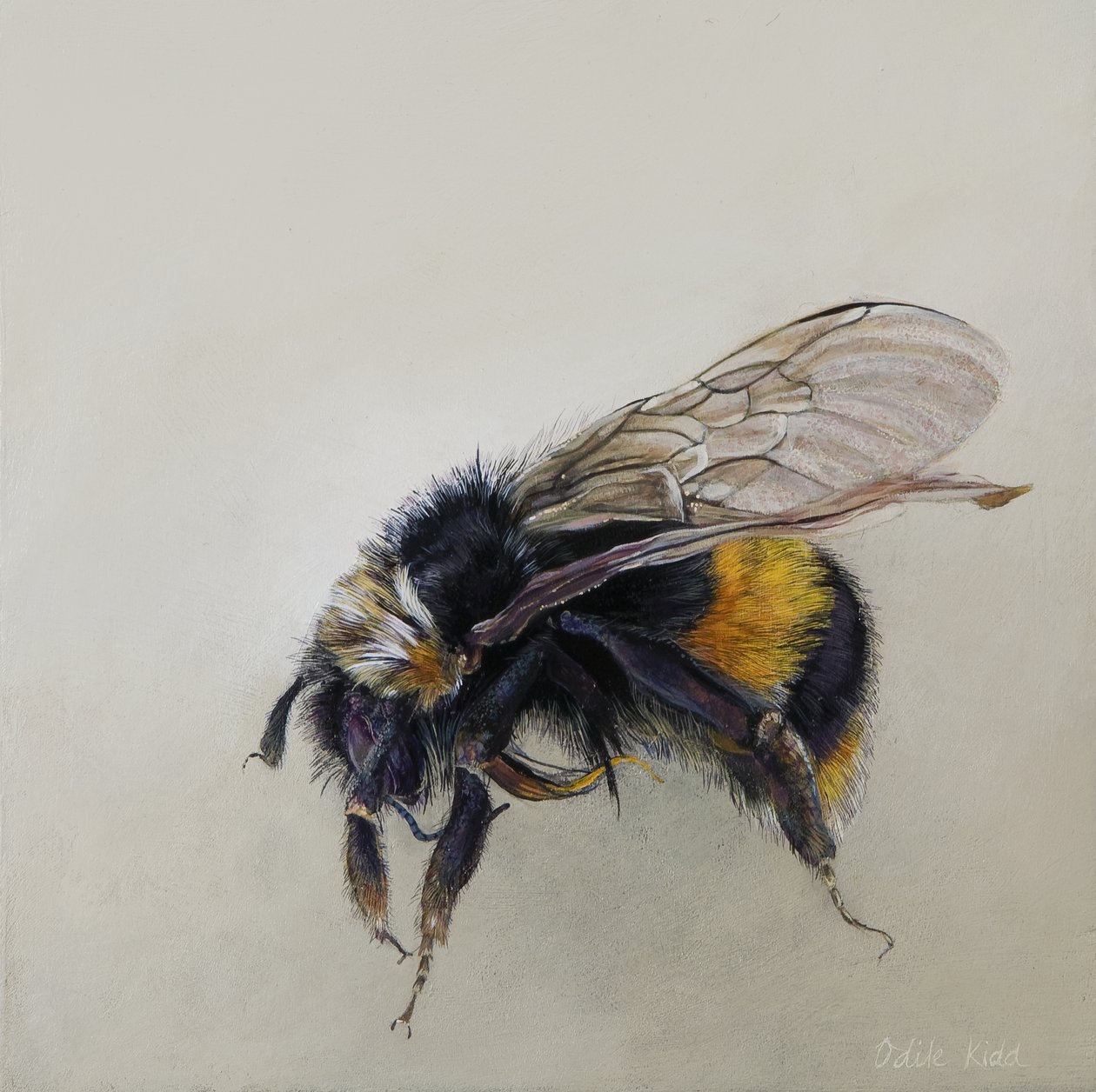 Bombus terrestris 1 (a), 2008 (akryl na drewnie) autorstwa Odile Kidd