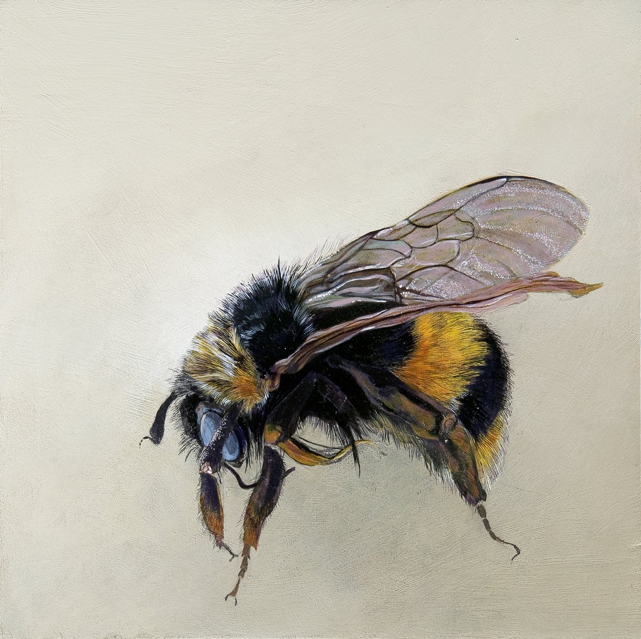 Bombus terrestris 1 (b), 2008 (akryl na drewnie) autorstwa Odile Kidd