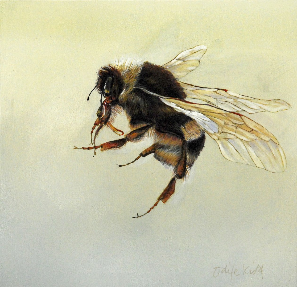 Bombus terrestris 4, 2011 (akryl na drewnie) autorstwa Odile Kidd