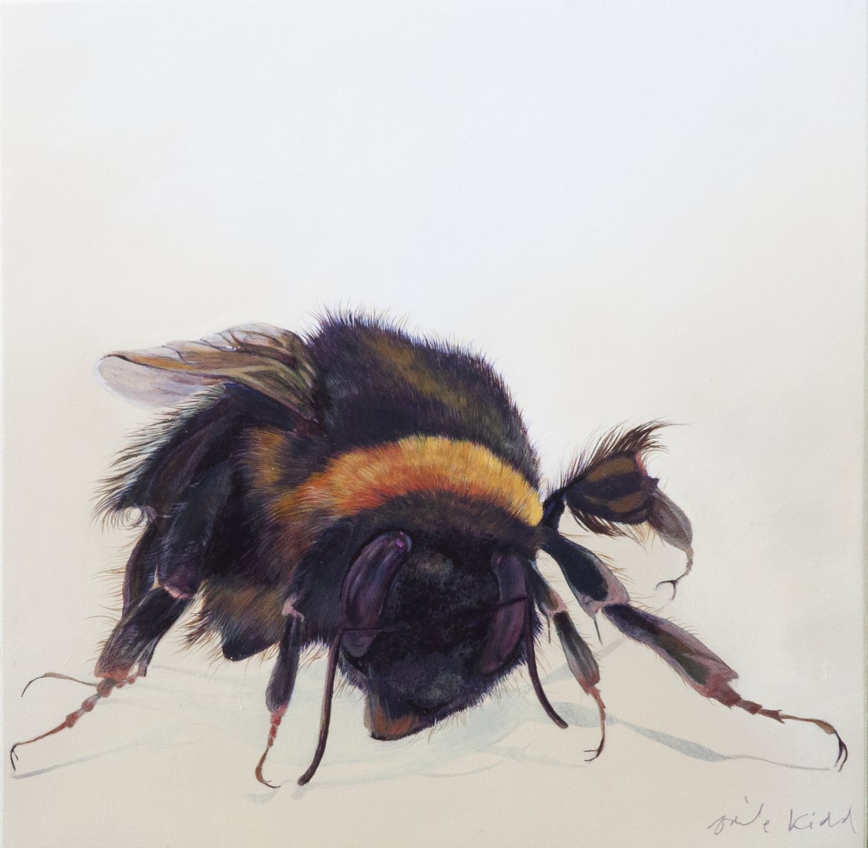 Bombus terrestris 9, 2013 (akryl na drewnie) autorstwa Odile Kidd