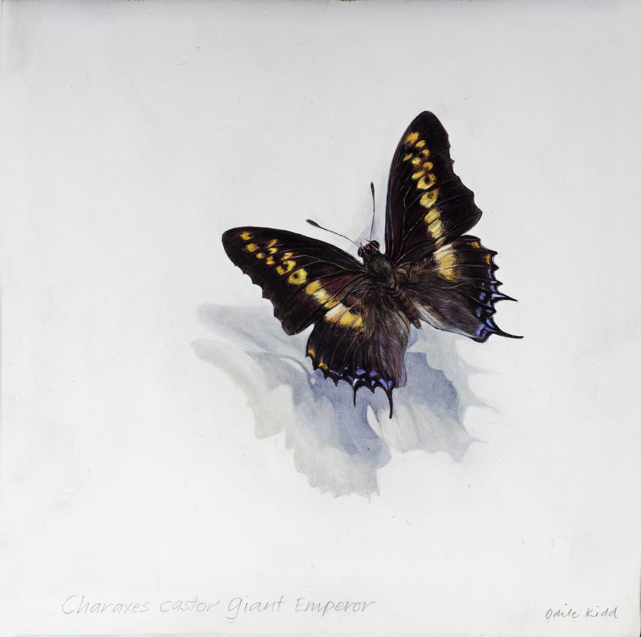 Charaxes castor, gigantyczny cesarz, 2014 (akryl na drewnie gesso) autorstwa Odile Kidd