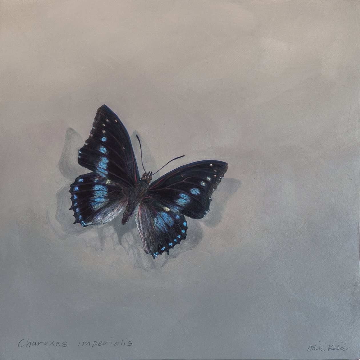 Charaxes imperialis 1 (a), 2014 (akryl na drewnie) autorstwa Odile Kidd