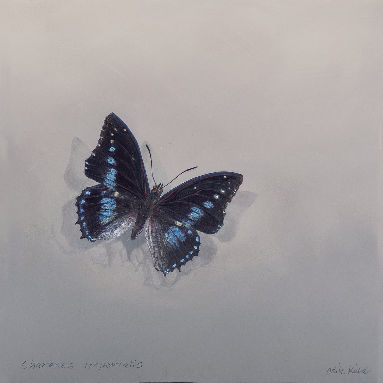 Charaxes imperialis 1 (b), 2014 (akryl na drewnie) autorstwa Odile Kidd