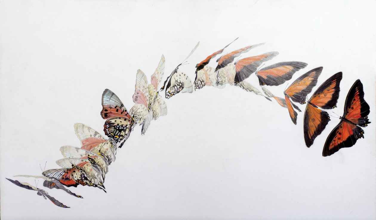 Wzór lotu Charaxes zingha, 2016 (akryl na drewnie pokrytym gesso) autorstwa Odile Kidd