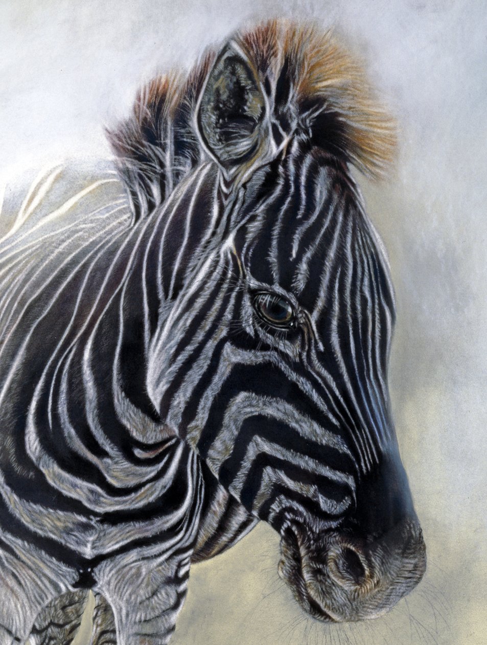 Equus burchelli 1 (szczegół), 2009 (węgiel, conte i pastel kredowy na papierze Bockingford) autorstwa Odile Kidd