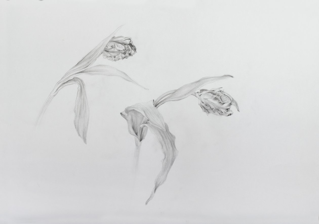 Estella rijnveld 2, 2017 (ołówek na papierze z wkładem) autorstwa Odile Kidd