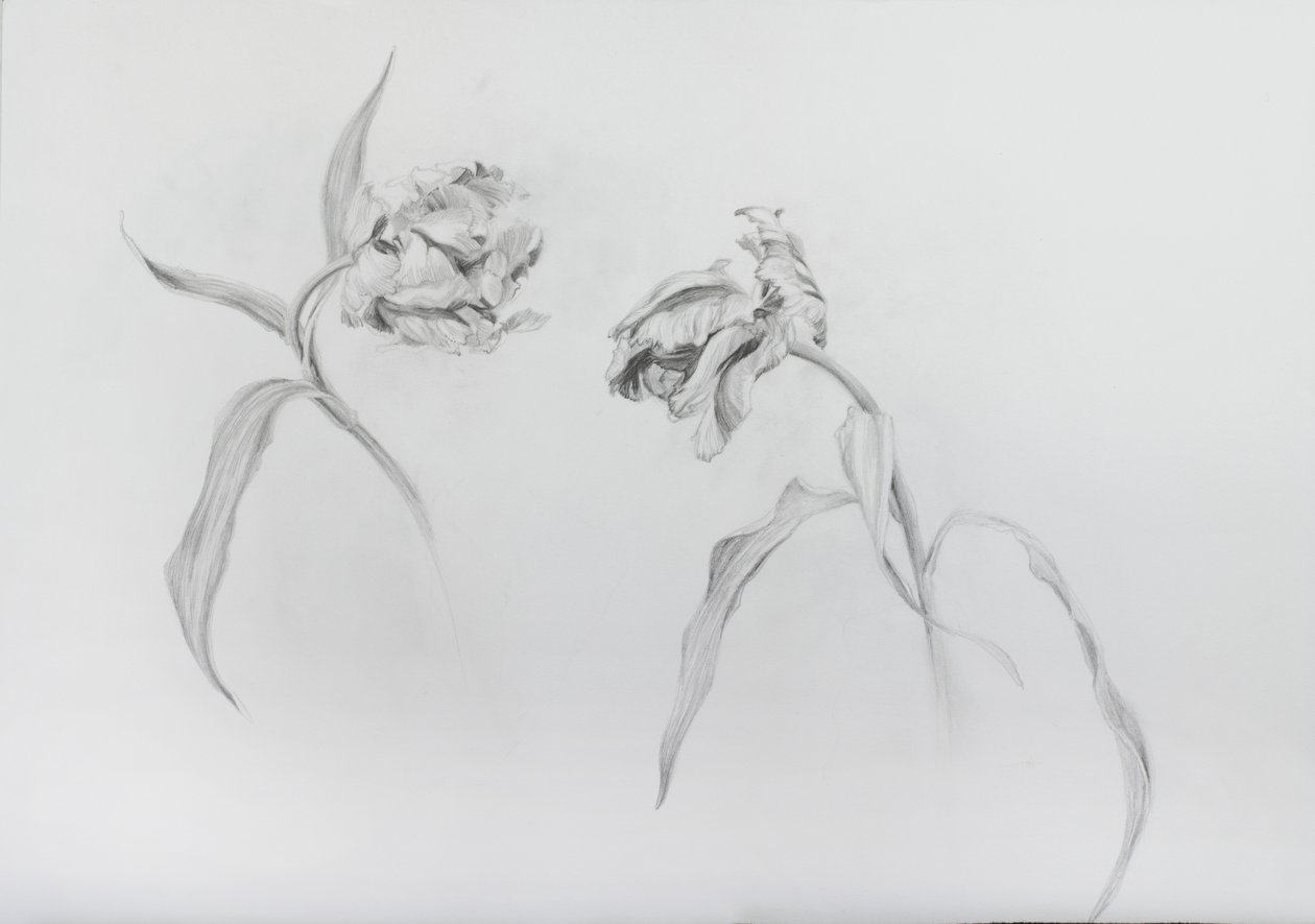 Estella rijnveld 3, 2017 (ołówek na papierze z wkładem) autorstwa Odile Kidd