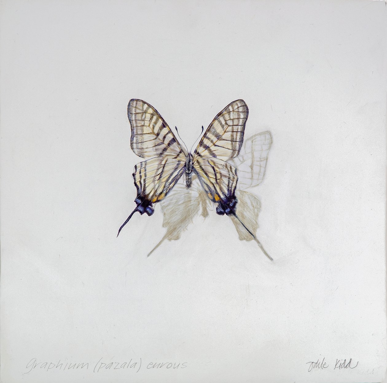 Graphium (Pazala) eurosus, 2014 (akryl na drewnie pokrytym gesso) autorstwa Odile Kidd
