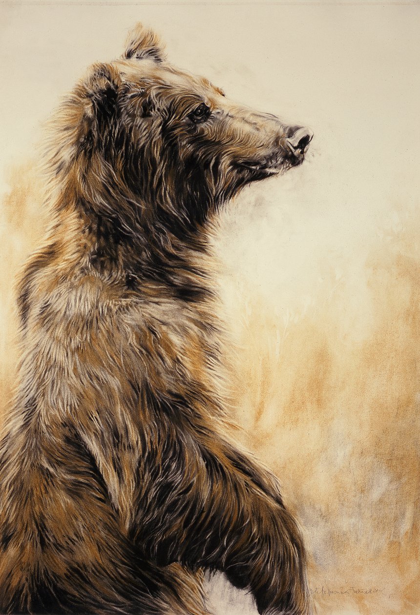 Niedźwiedź Grizzly 2, 2002 (ołówek, węgiel i kreda) autorstwa Odile Kidd