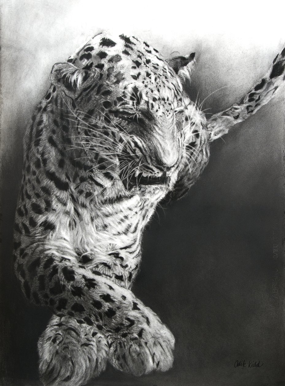 Panthera pardus 1, 2009 (węgiel i conte na papierze Fabriano) autorstwa Odile Kidd