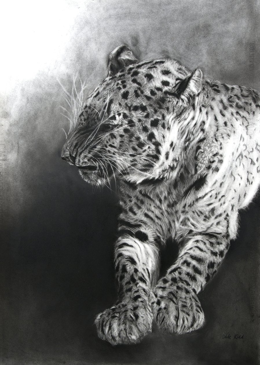 Panthera pardus 2, 2009 (węgiel i conte na papierze Fabriano) autorstwa Odile Kidd