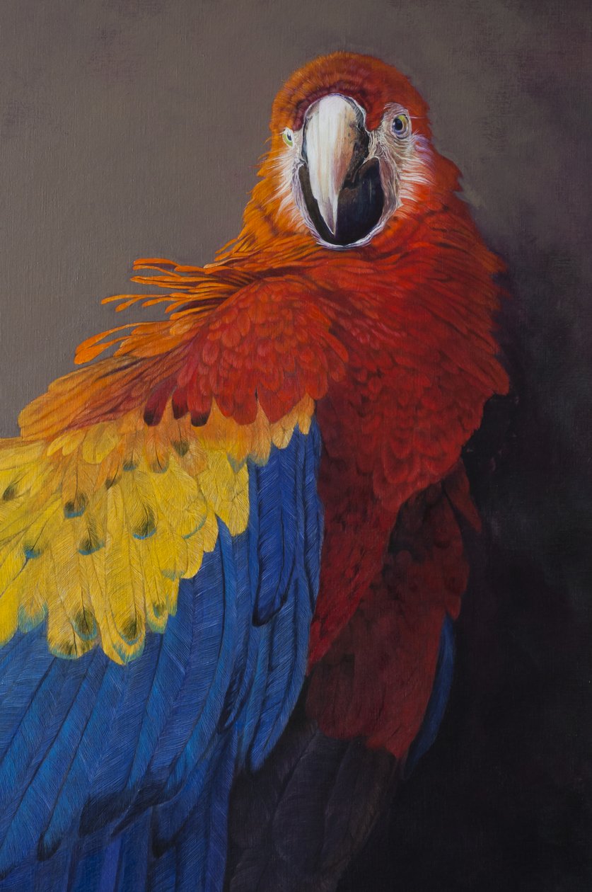Scarlet macaw 3 (detal), 2014 (akryl na płótnie) autorstwa Odile Kidd