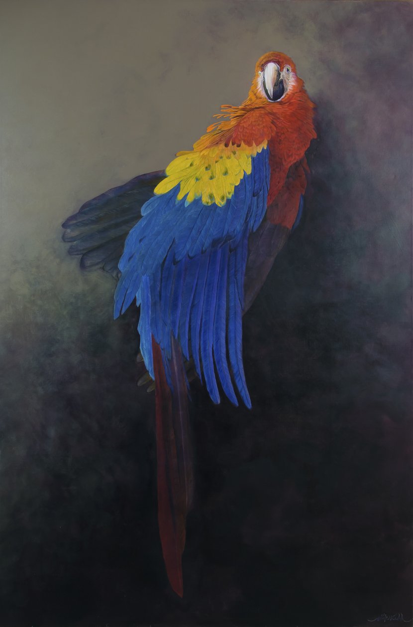 Scarlet macaw 3, 2014 (akryl na płótnie) autorstwa Odile Kidd