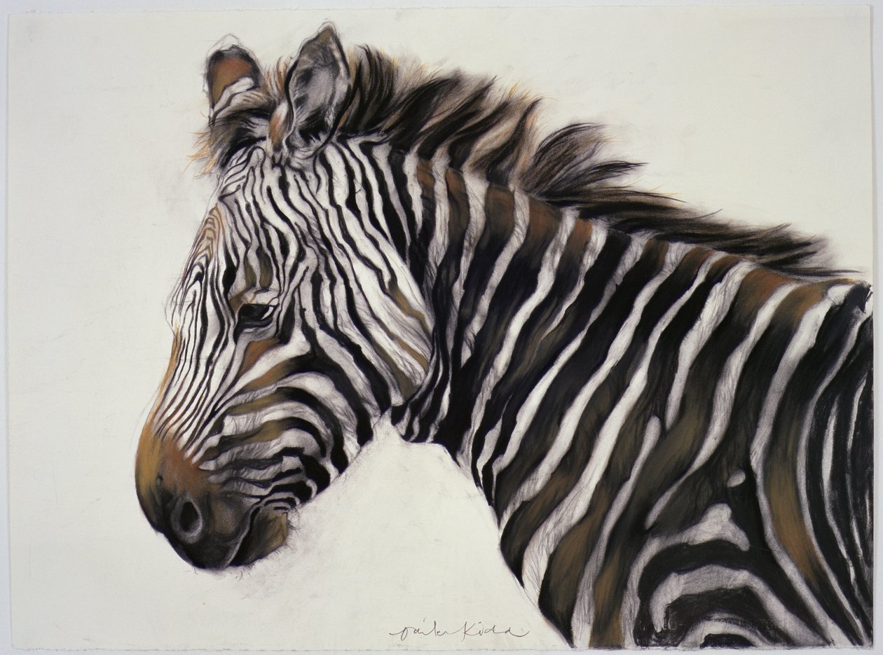 Zebra, 2002 (węgiel i kreda) autorstwa Odile Kidd