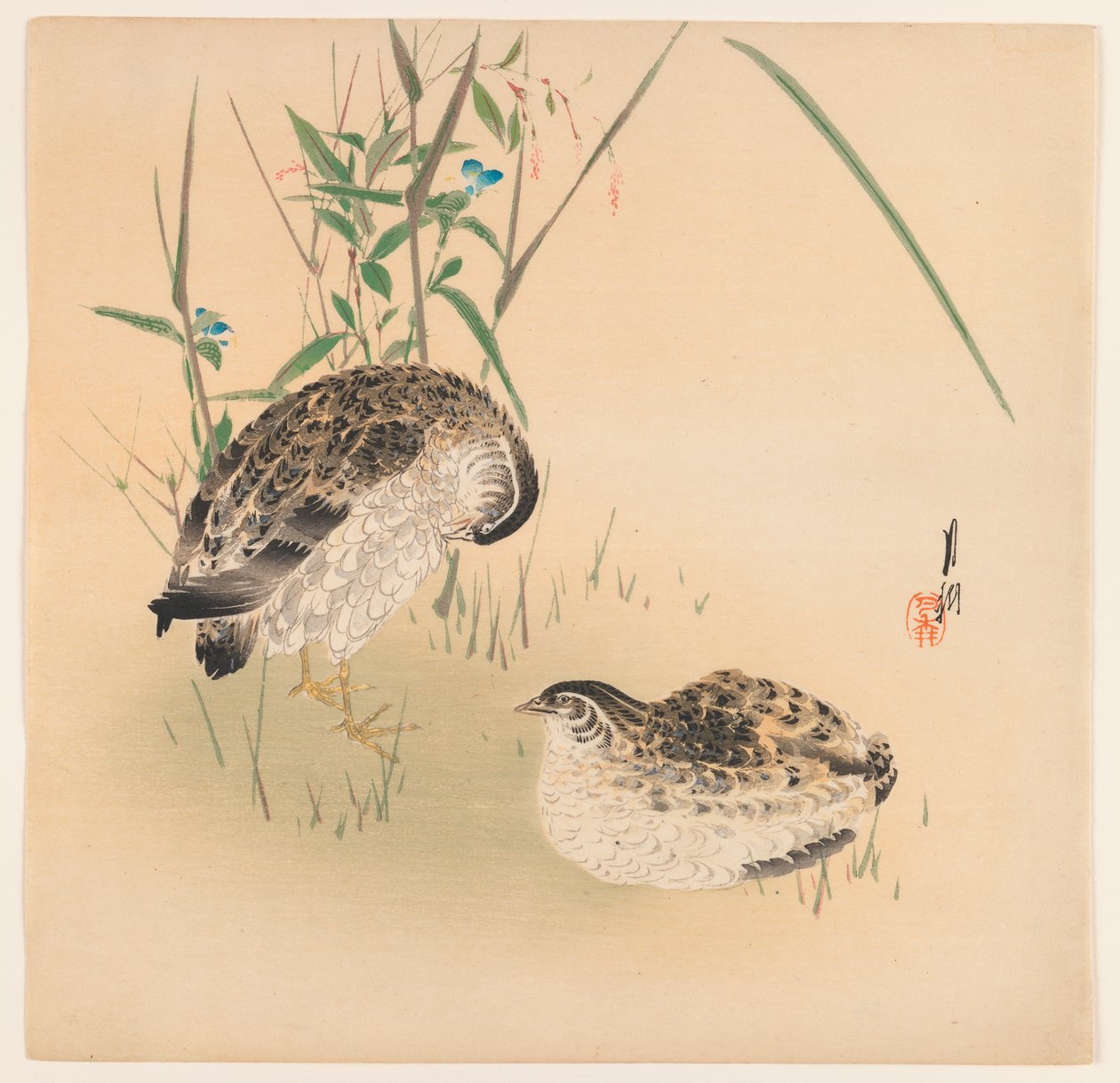 Dwie przepiórki, ok. 1890-1910 (kolorowy druk drzeworytu) autorstwa Ogata Gekko