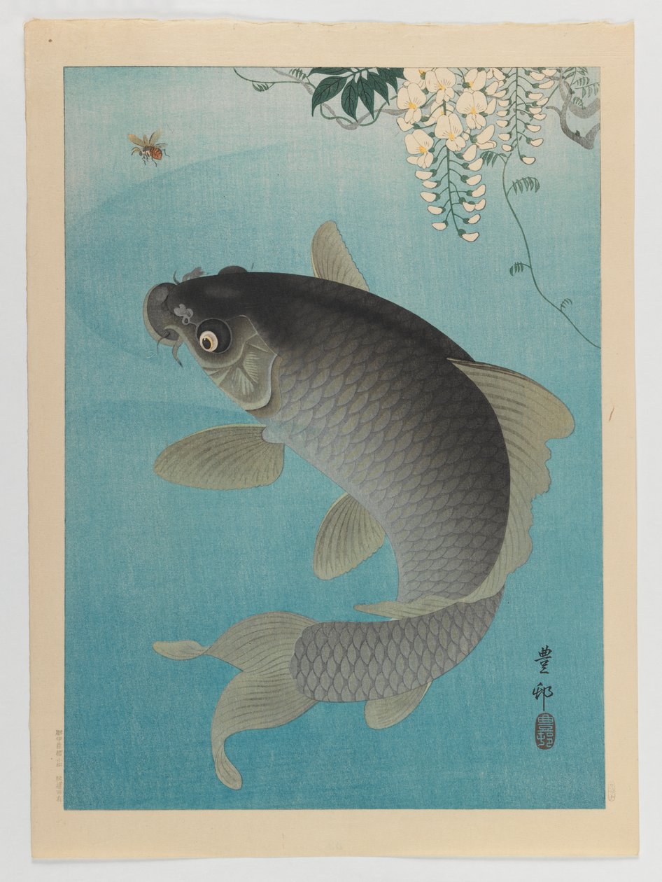 Karp pod Wisteria, ok. 1935 (kolorowy nadruk w drewnie) autorstwa Ohara Koson