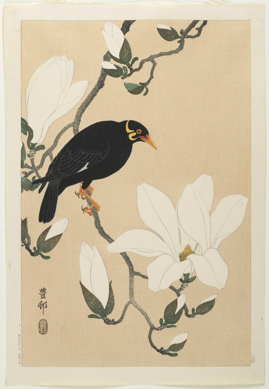 Wzgórze Myna na gałęzi magnolii, połowa XX wieku autorstwa Ohara Koson