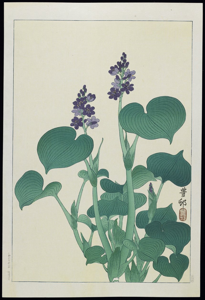 Malwa Wodna, lata 30. XX w. autorstwa Ohara Koson