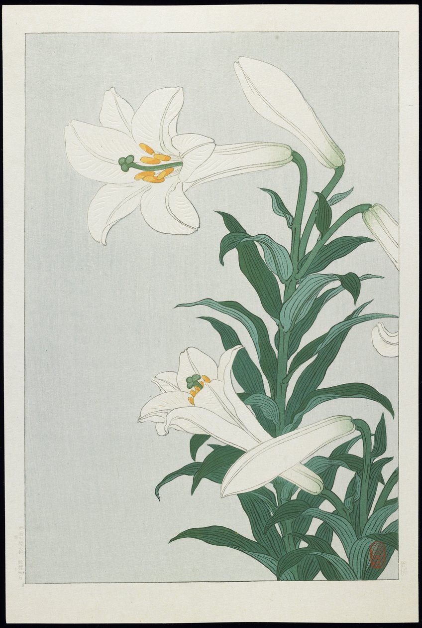 Biała Lilia, lata 30. (kolorowy drzeworyt) autorstwa Ohara Koson