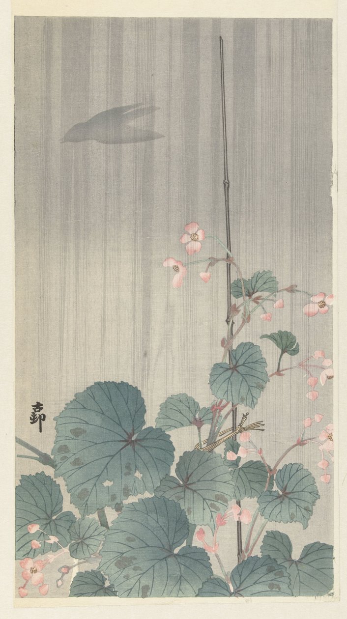 Begonia w deszczu autorstwa Ohara Koson