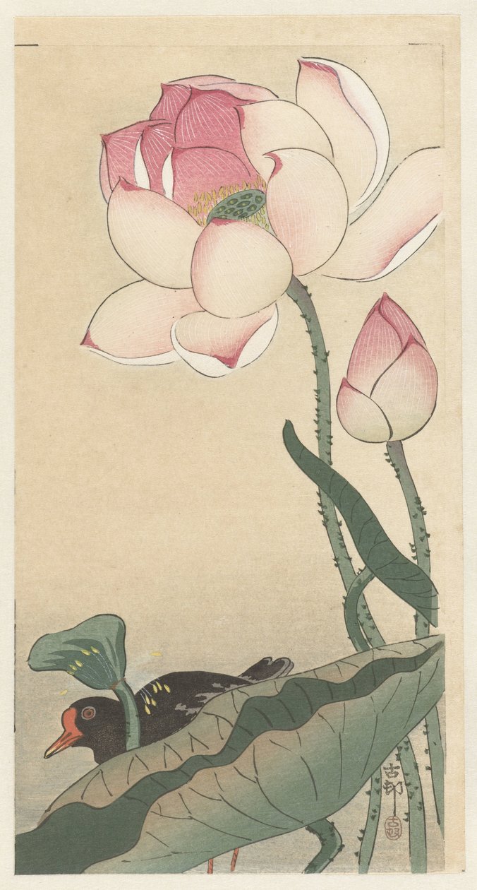 Gallinule z kwiatami lotosu autorstwa Ohara Koson
