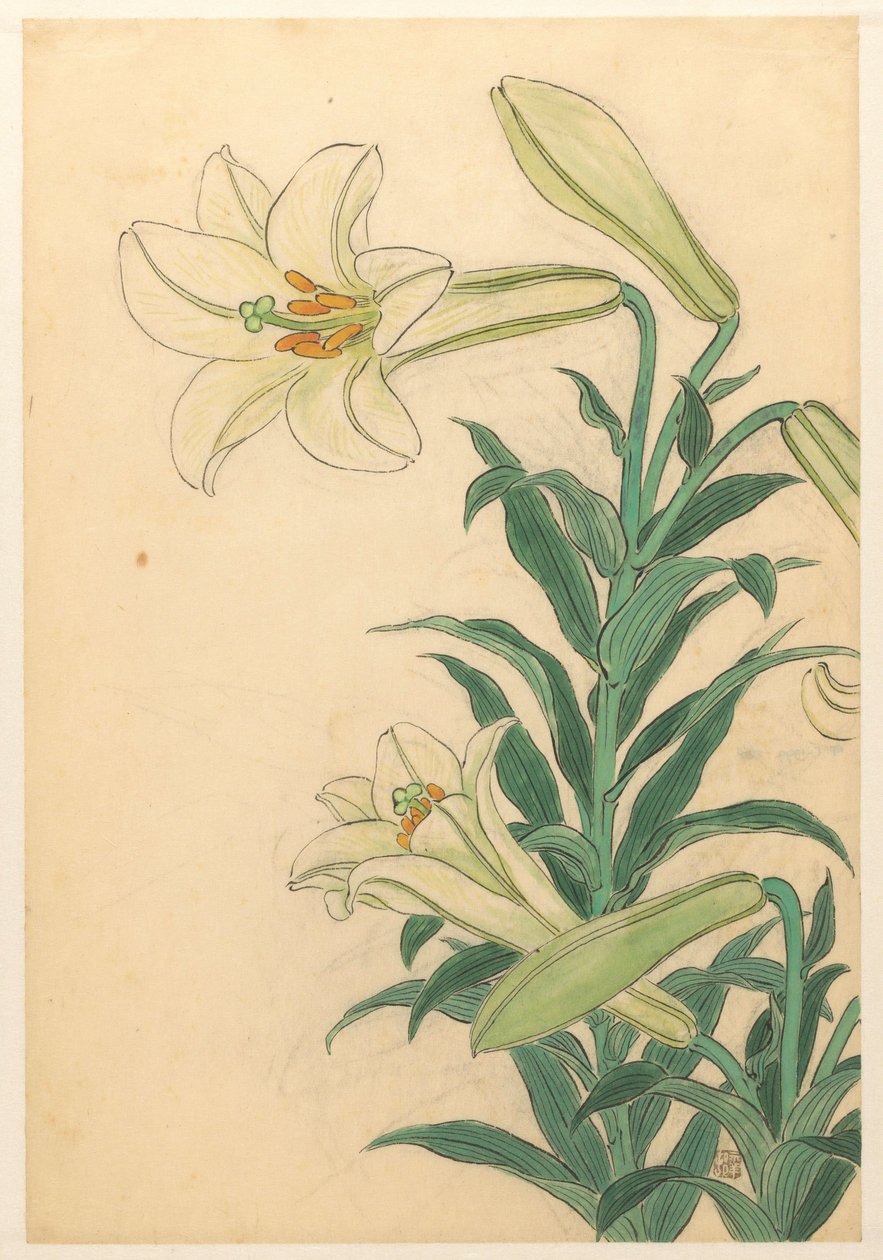 Lilie Teppoyuri autorstwa Ohara Koson