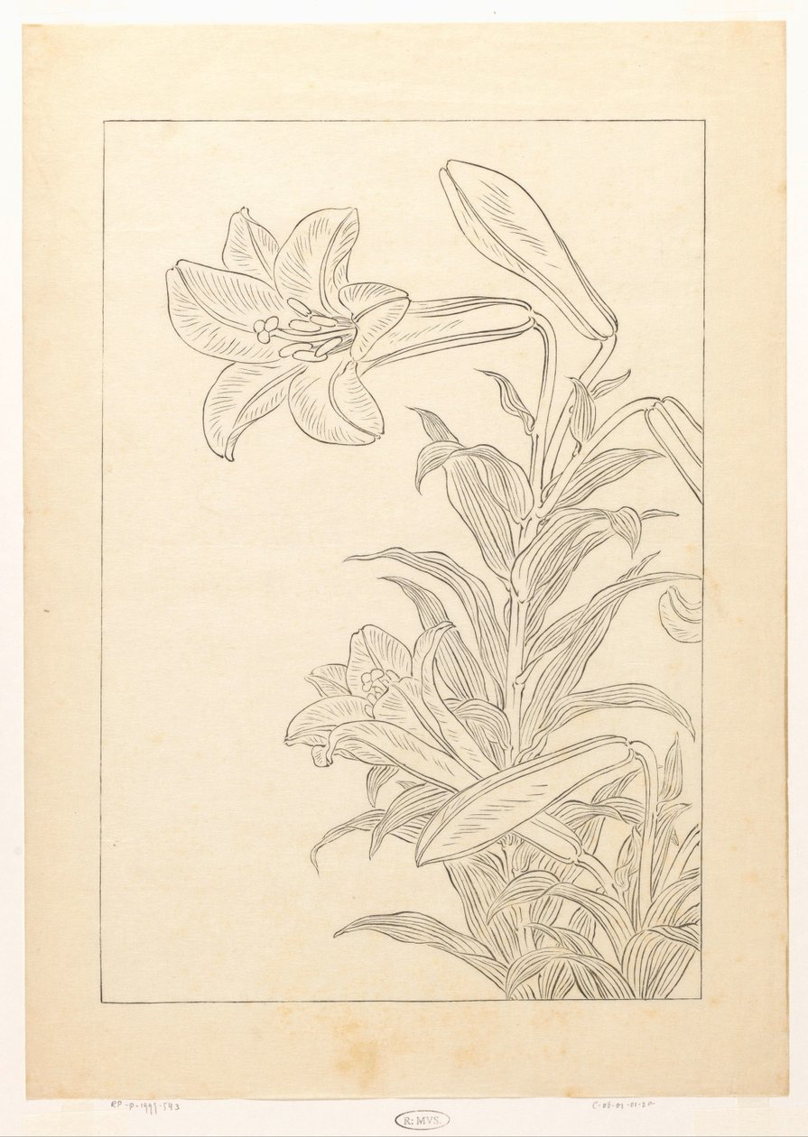 Lelie autorstwa Ohara Koson