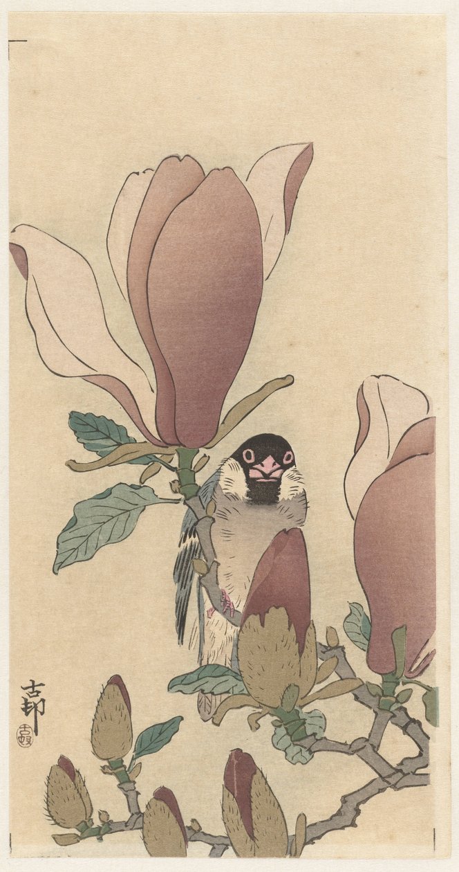Wróbel na kwitnącej gałęzi magnolii autorstwa Ohara Koson