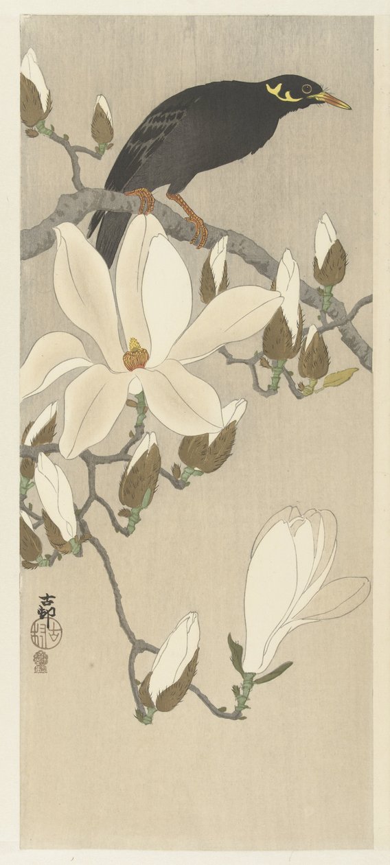 Myna on Magnolia Branch autorstwa Ohara Koson
