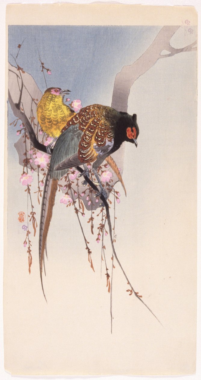 Bażanty i Wiśnia (drzeworyt kolorowy) autorstwa Ohara Koson