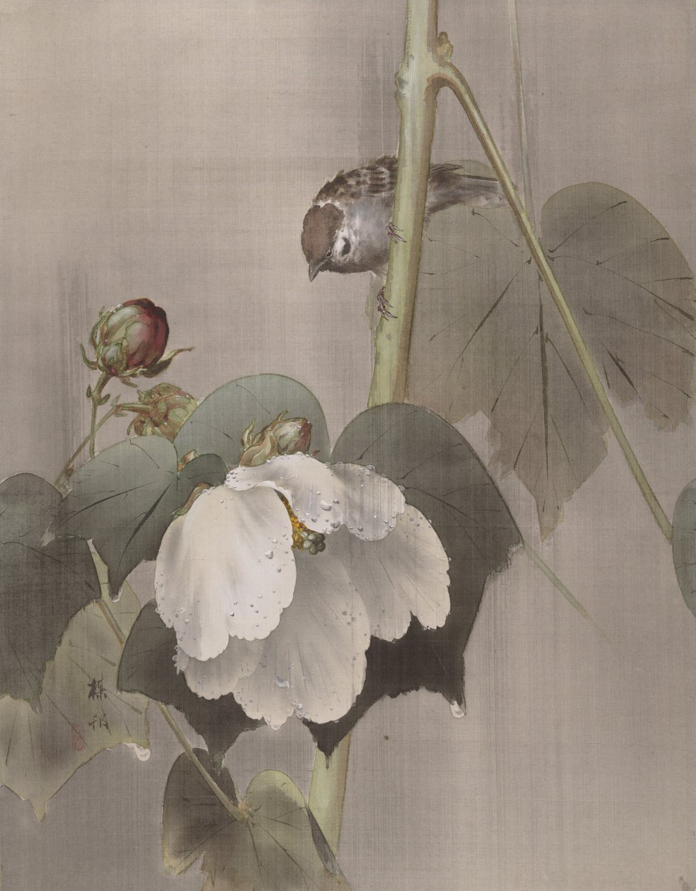 Cotton Rose Mallows w deszczu, ca. 1891-92. autorstwa Okada Baison