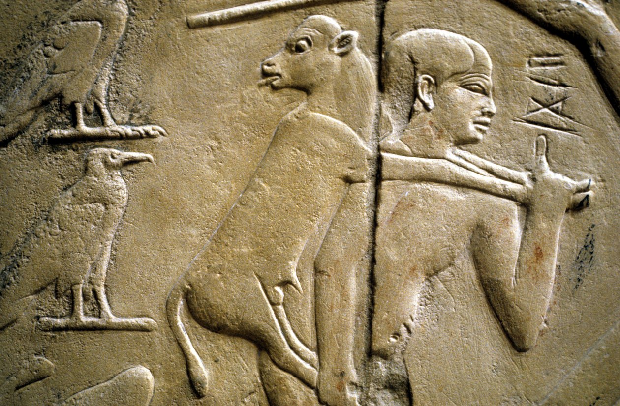 Fragment płaskorzeźby przedstawiający mężczyznę niosącego zwierzę ofiarne autorstwa Old Kingdom Egyptian