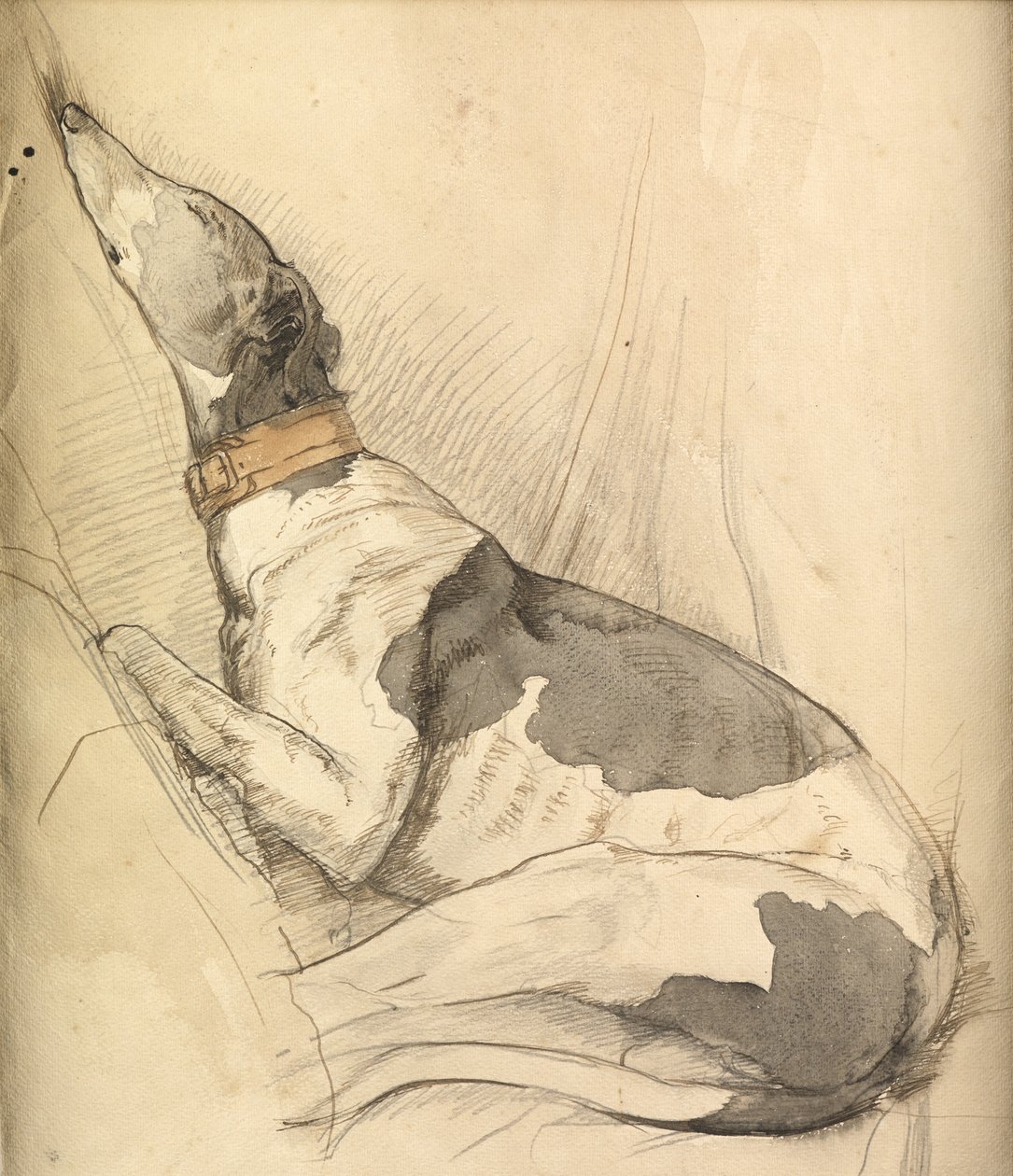 Sleeping Greyhound (ołówek, długopis, tusz i pranie na papierze) autorstwa Olive Branson