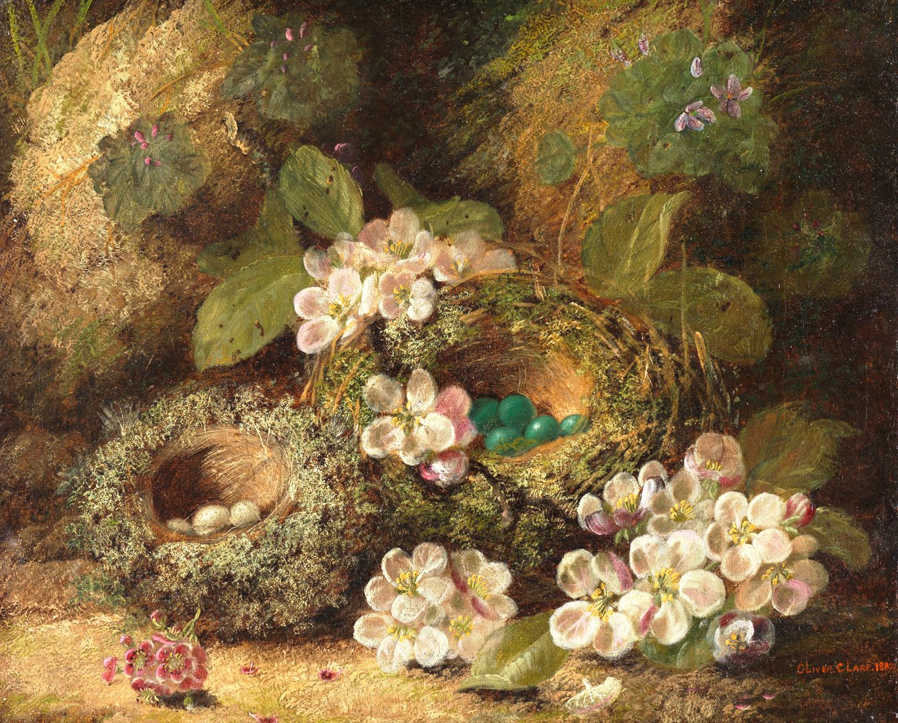 Pierwiosnki i ptasie gniazda na omszałym brzegu, 1882 autorstwa Oliver Clare