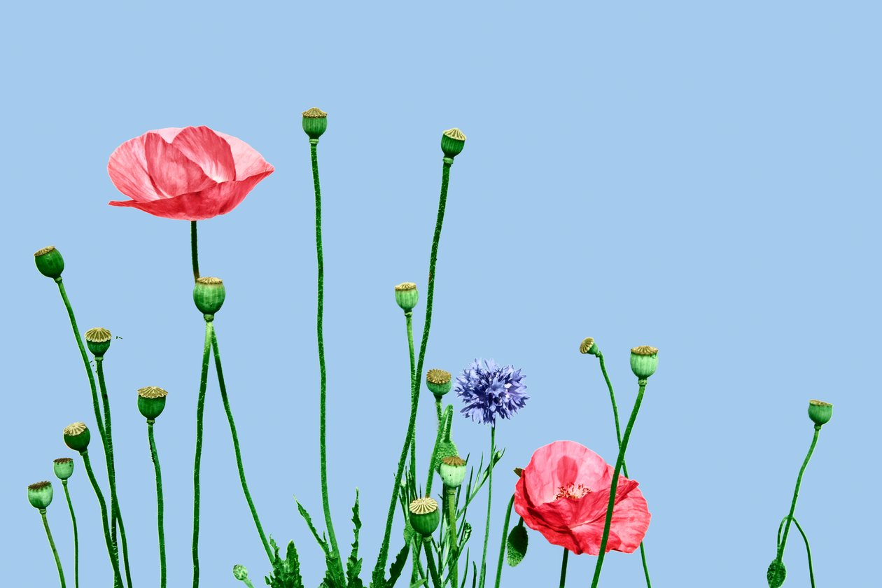 Papaveri rosa, 2019 (cyfrowe media mieszane) autorstwa Olivia Gozzano