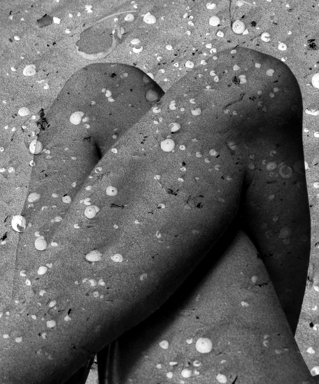 Nogi muszli, 2019 (cyfrowa technika mieszana) autorstwa Olivia Gozzano