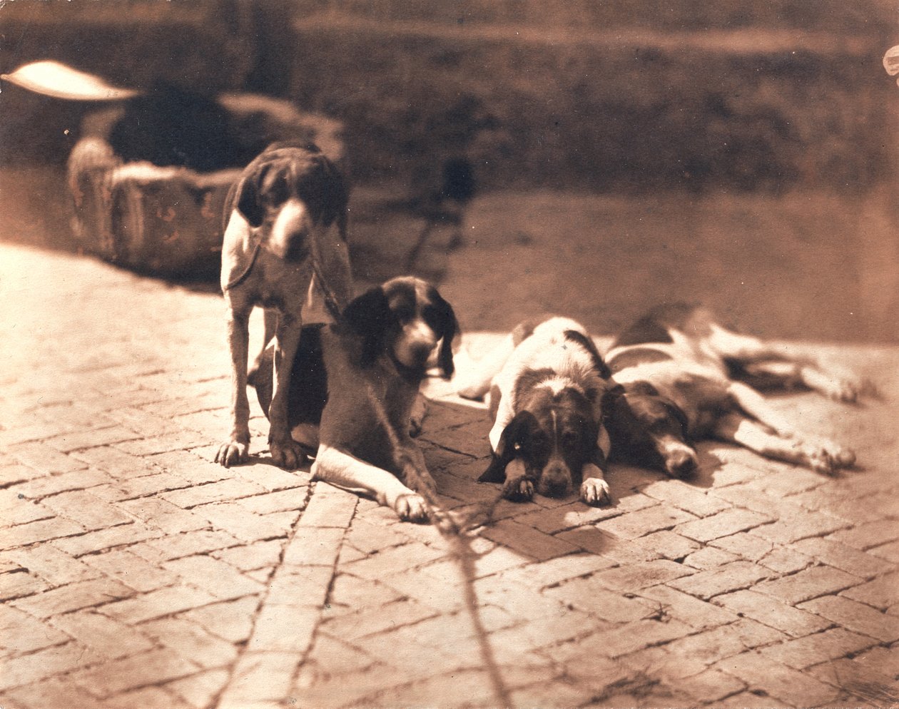 Psy myśliwskie, ok. 1853 (druk solny) autorstwa Olympe Aguado