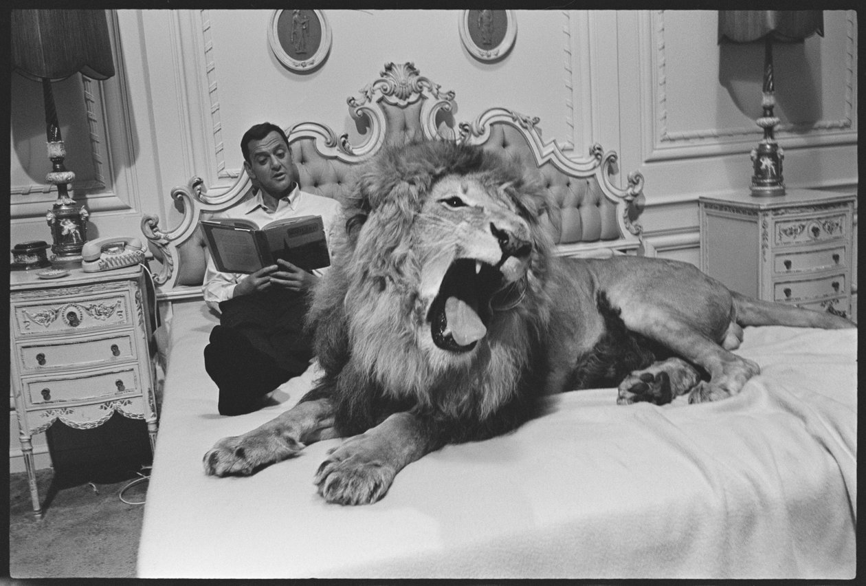 Tony Randall z lwem (Zamba), na planie „Fluffy” autorstwa Orlando Suero