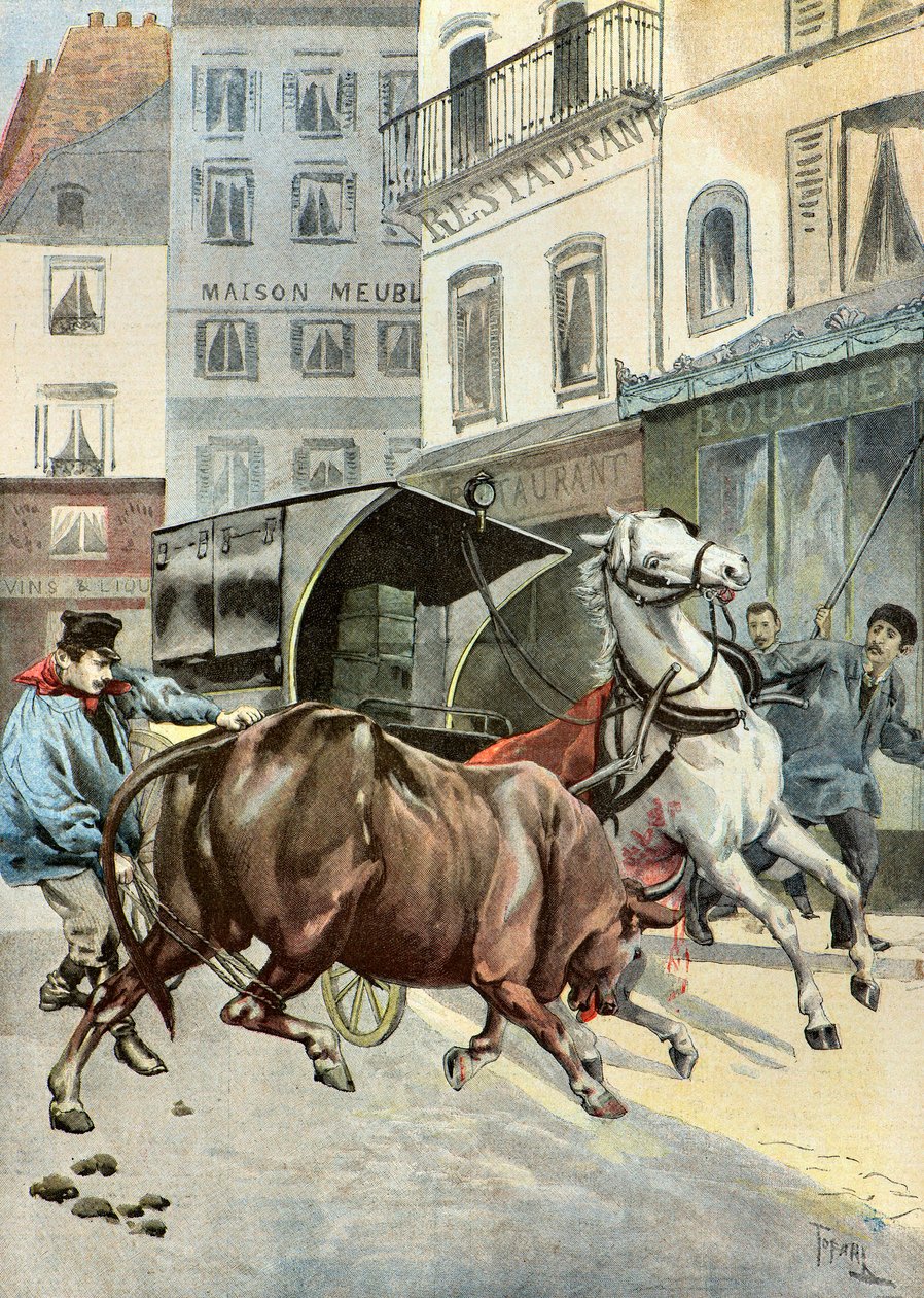 byk ucieka przed swoim opiekunem, 1895 (ilustracja) autorstwa Oswaldo Tofani